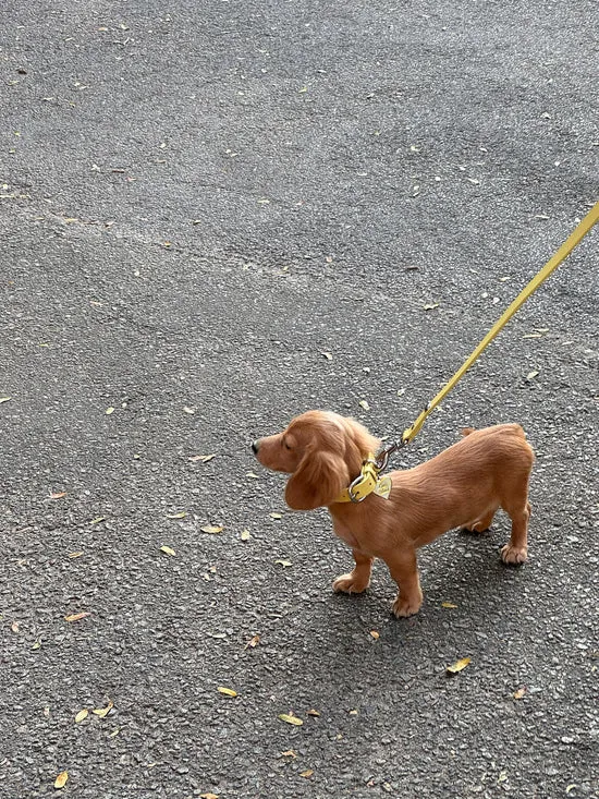 Dog Stud Leash Butter Pet Lisa Says Gah Women