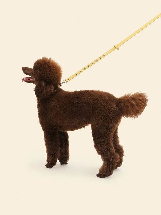 Dog Stud Leash Butter Pet Lisa Says Gah Women